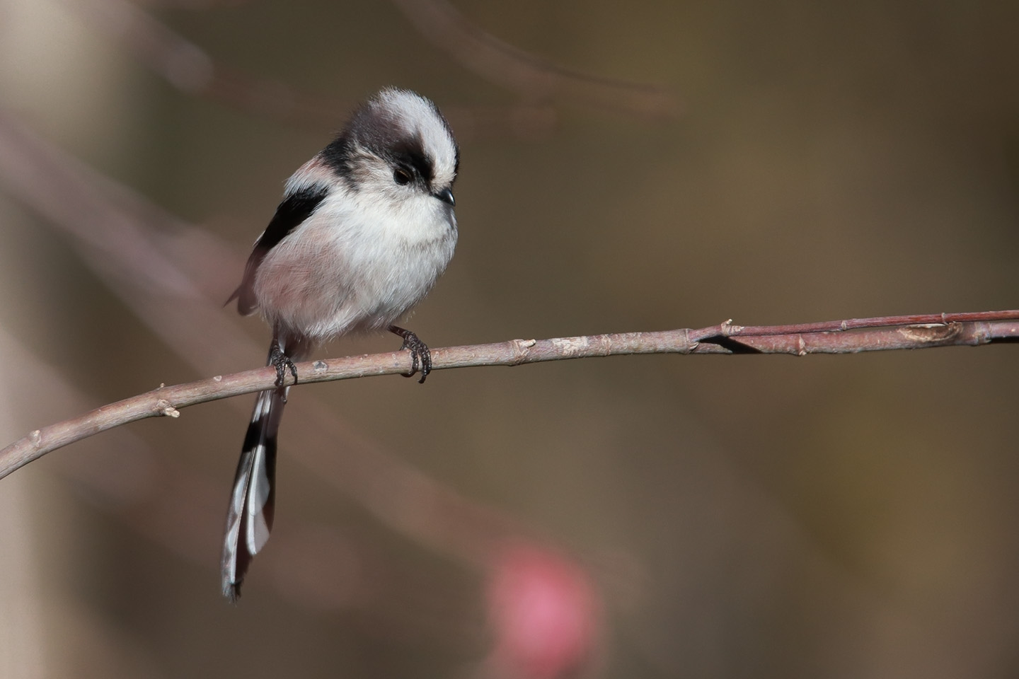 Canon EOS 6D + TAMRON SP 150-600mm F/5-6.3 Di VC USD (A011)