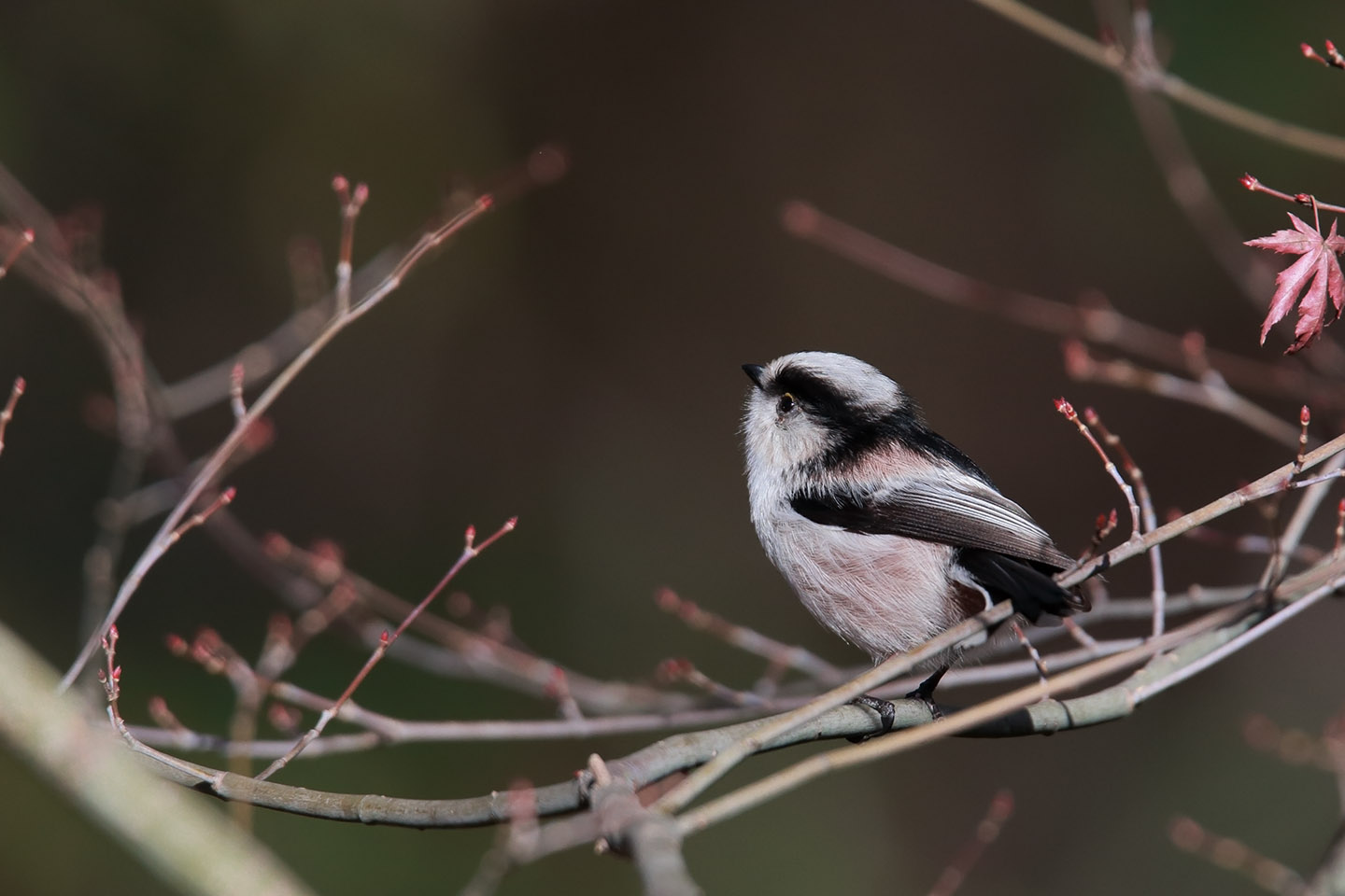 Canon EOS 6D + TAMRON SP 150-600mm F/5-6.3 Di VC USD (A011)