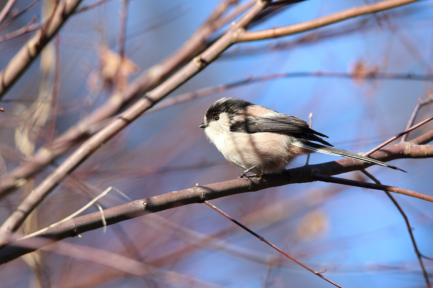 Canon EOS 6D + TAMRON SP 150-600mm F/5-6.3 Di VC USD (A011)