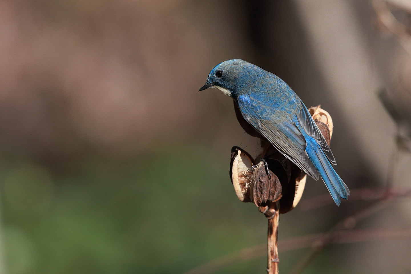 Canon EOS 6D + TAMRON SP 150-600mm F/5-6.3 Di VC USD (A011)