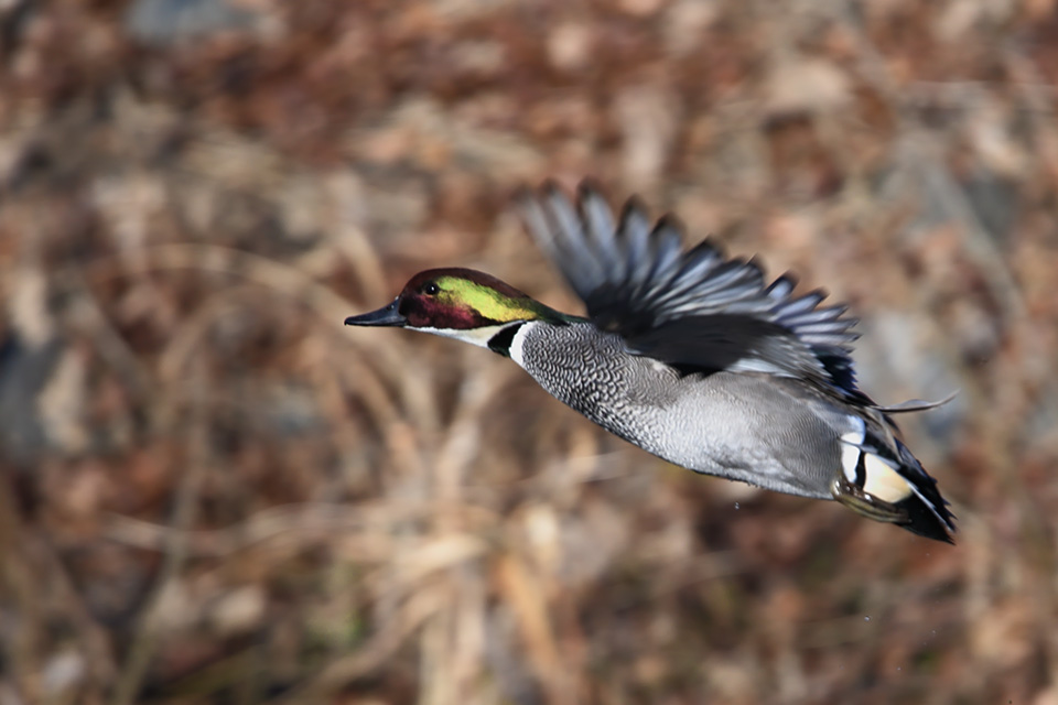 Canon EOS 6D + TAMRON SP 150-600mm F/5-6.3 Di VC USD (A011)