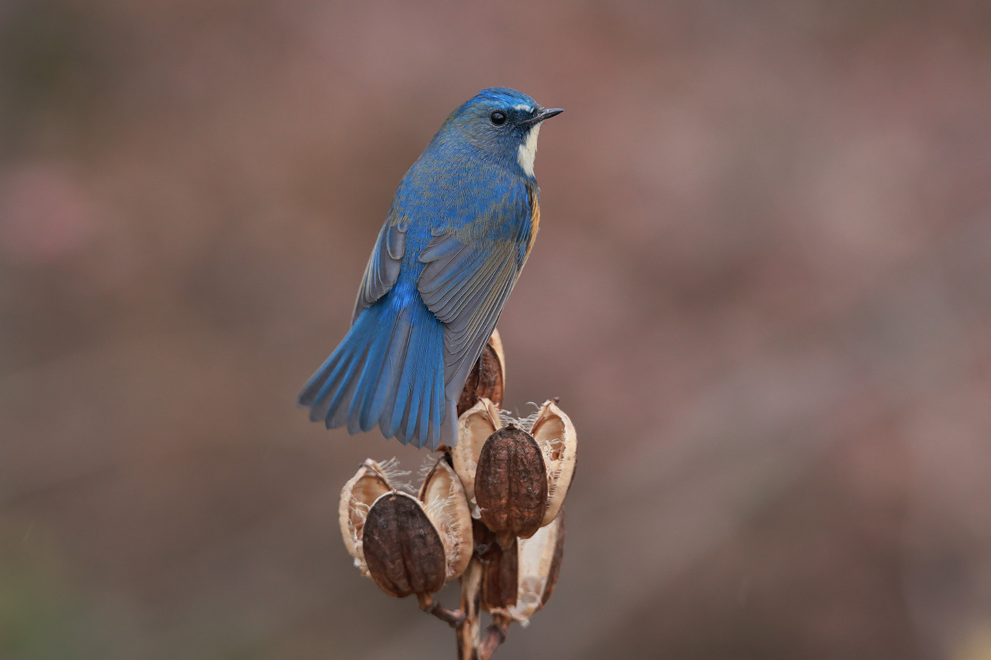 Canon EOS 6D + TAMRON SP 150-600mm F/5-6.3 Di VC USD (A011)