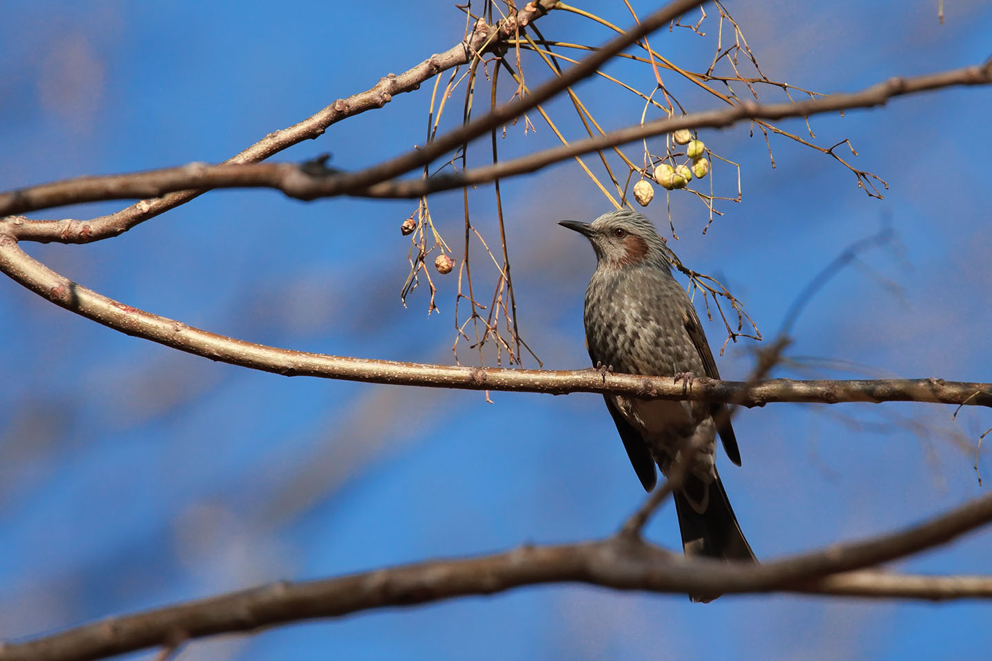 Canon EOS 6D + TAMRON SP 150-600mm F/5-6.3 Di VC USD (A011)