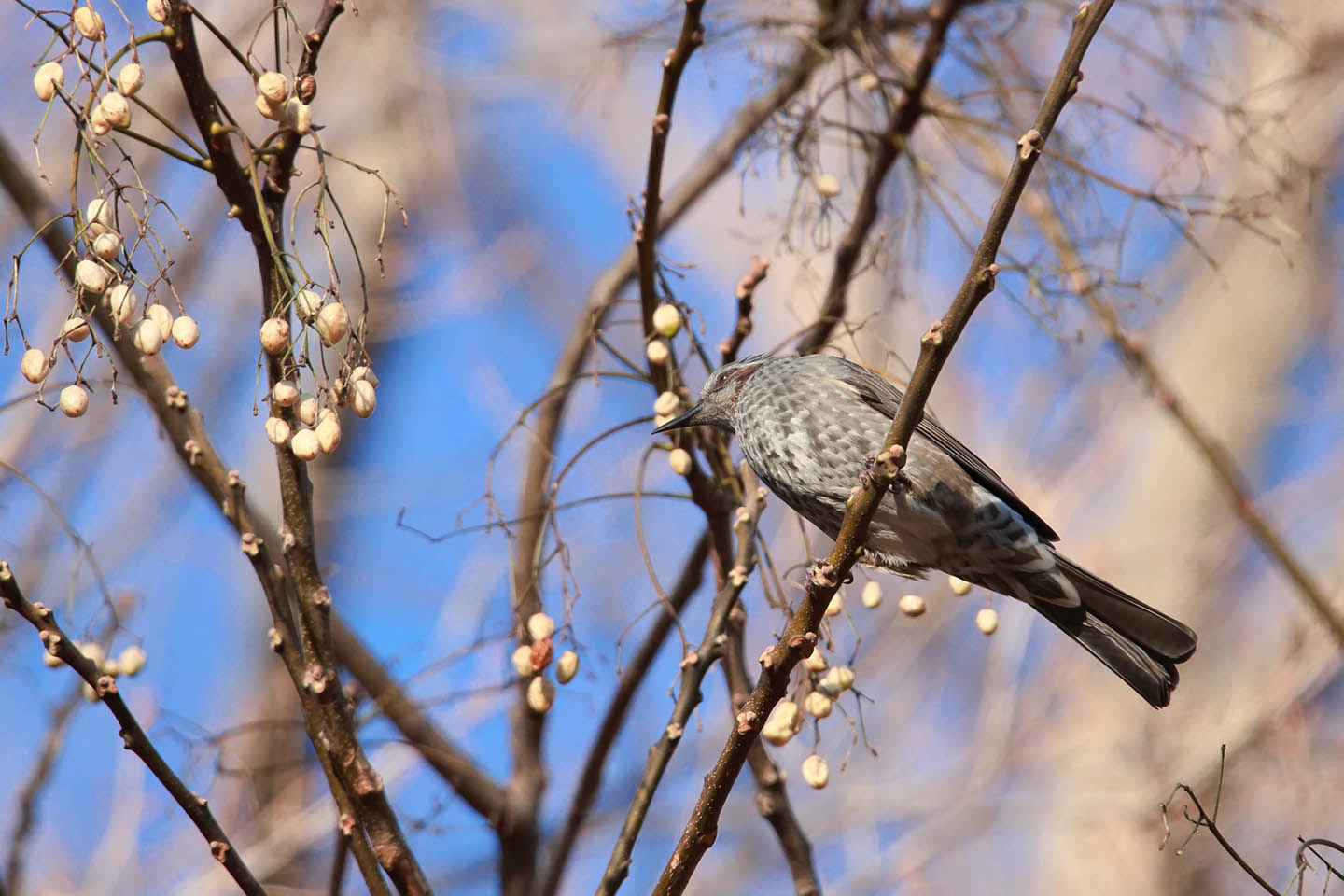 Canon EOS 6D + TAMRON SP 150-600mm F/5-6.3 Di VC USD (A011)