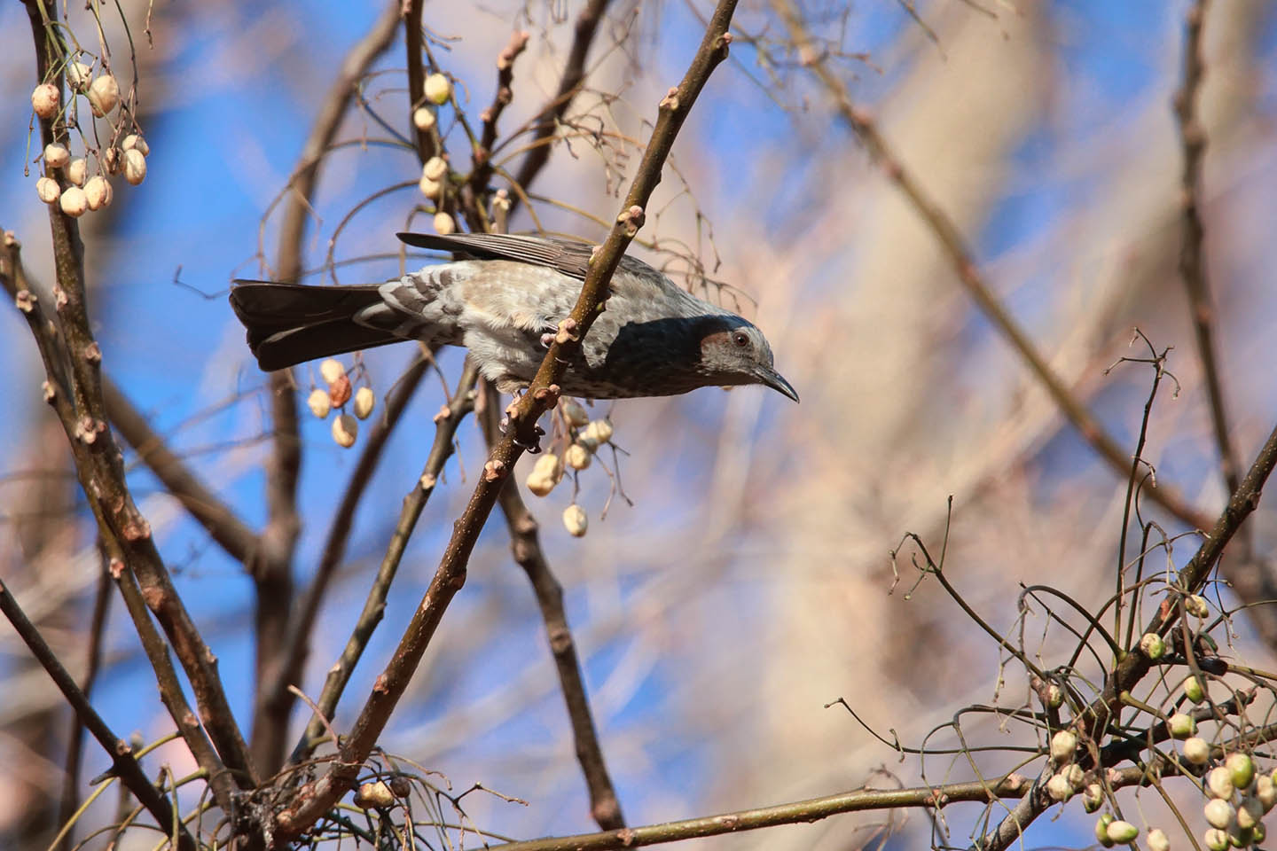 Canon EOS 6D + TAMRON SP 150-600mm F/5-6.3 Di VC USD (A011)