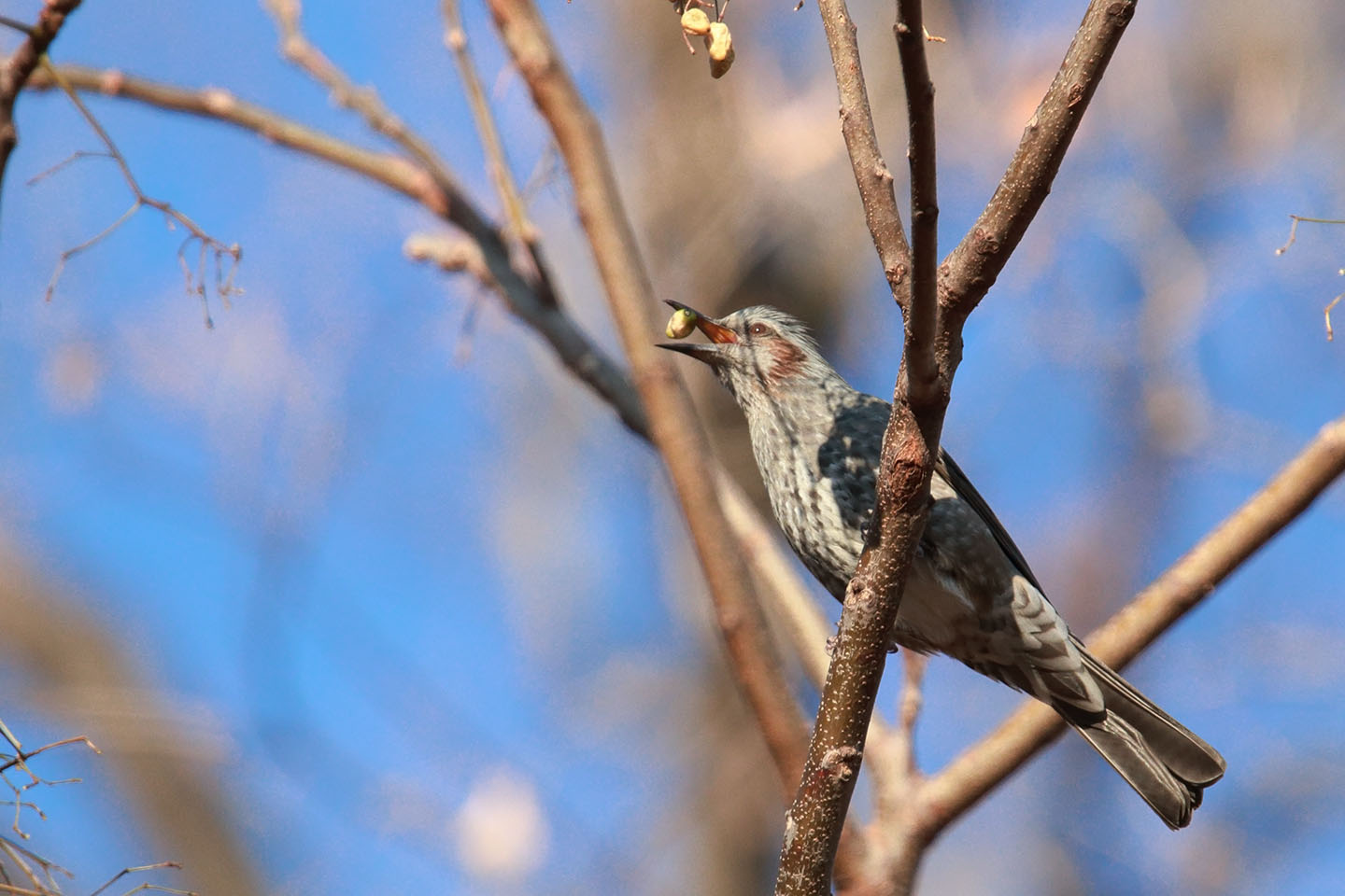 さくちゃんの 鳥と遊ぼうよ カテゴリー ヒヨドリ科 スズメ目ヒヨドリ科 に属する野鳥