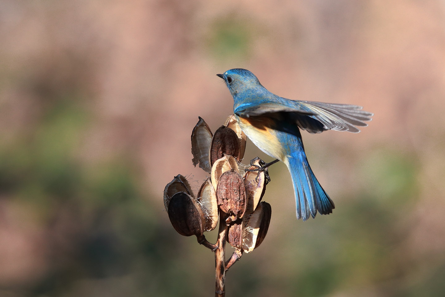 Canon EOS 6D + TAMRON SP 150-600mm F/5-6.3 Di VC USD (A011)