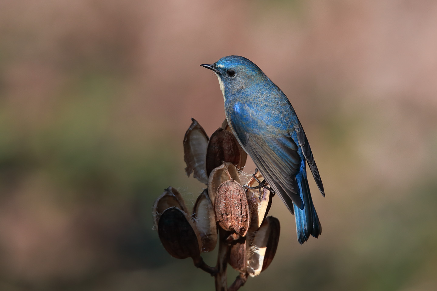 Canon EOS 6D + TAMRON SP 150-600mm F/5-6.3 Di VC USD (A011)