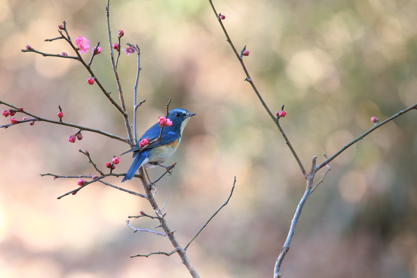 Canon EOS 6D + TAMRON SP 150-600mm F/5-6.3 Di VC USD (A011)