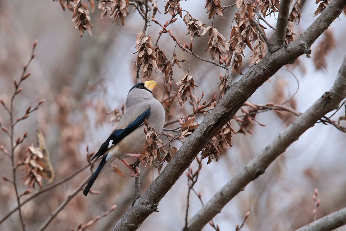 Canon EOS 6D + TAMRON SP 150-600mm F/5-6.3 Di VC USD (A011)