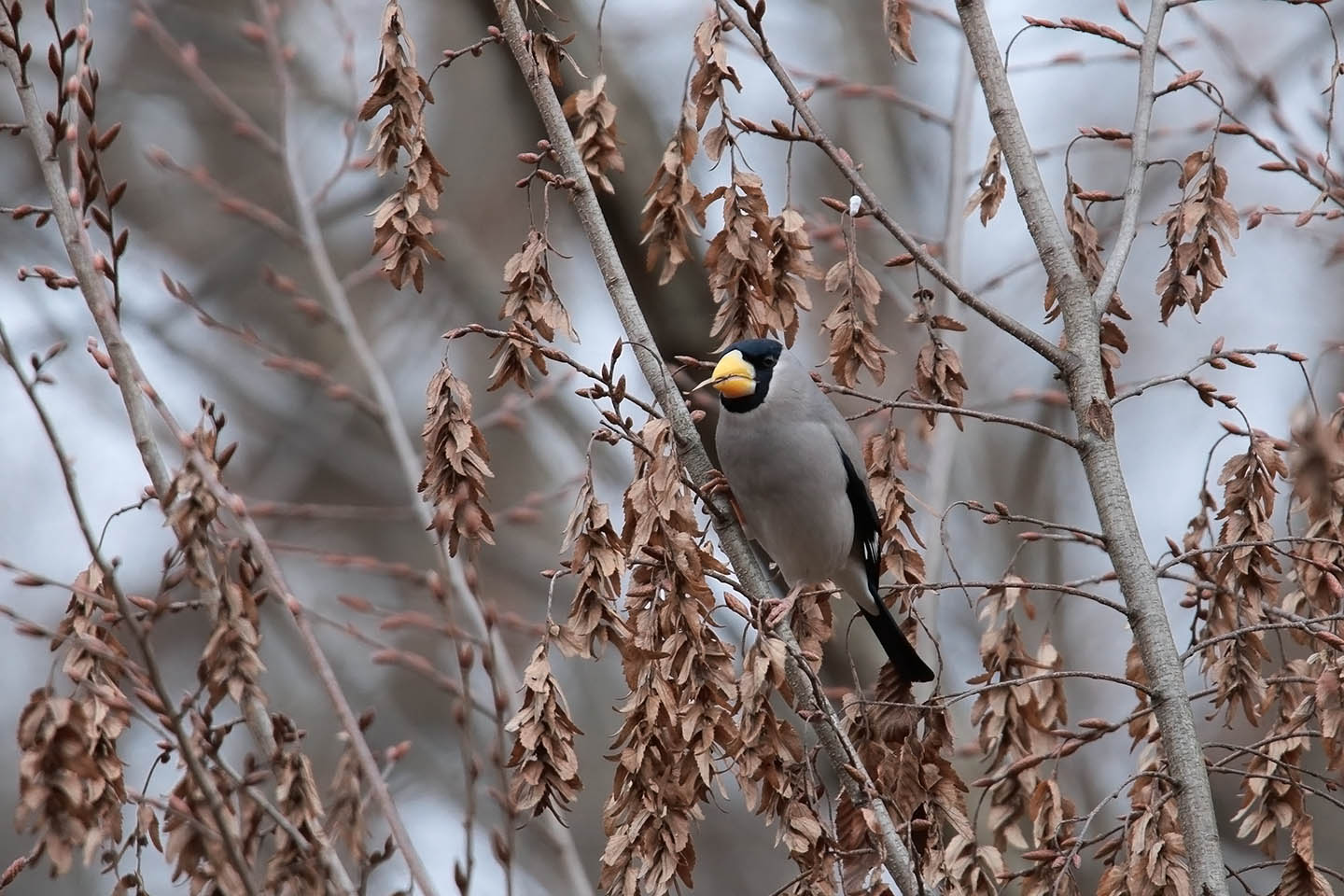 Canon EOS 6D + TAMRON SP 150-600mm F/5-6.3 Di VC USD (A011)