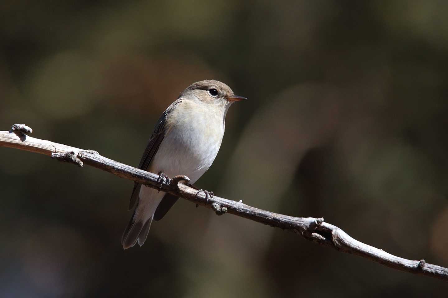 Canon EOS 6D + TAMRON SP 150-600mm F/5-6.3 Di VC USD (A011)