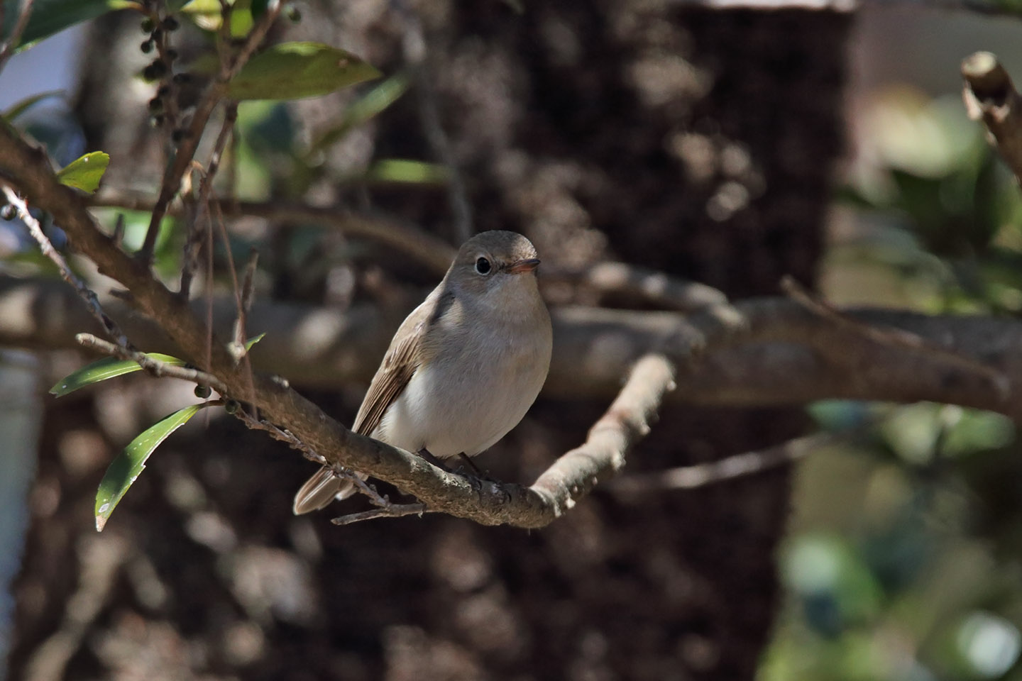 Canon EOS 6D + TAMRON SP 150-600mm F/5-6.3 Di VC USD (A011)