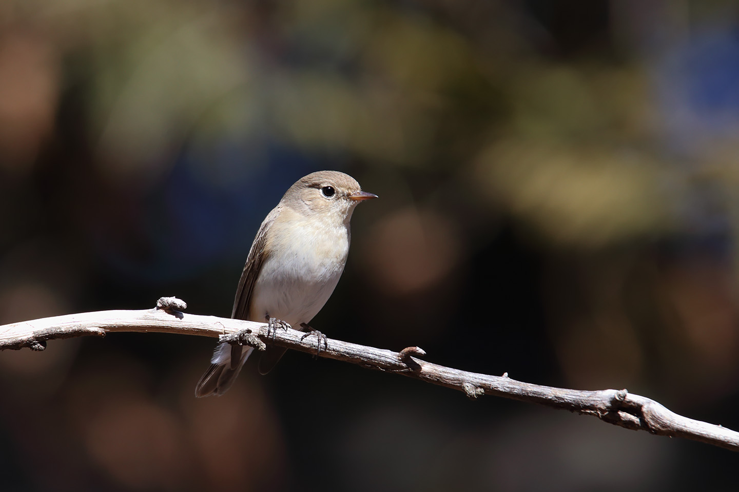 Canon EOS 6D + TAMRON SP 150-600mm F/5-6.3 Di VC USD (A011)