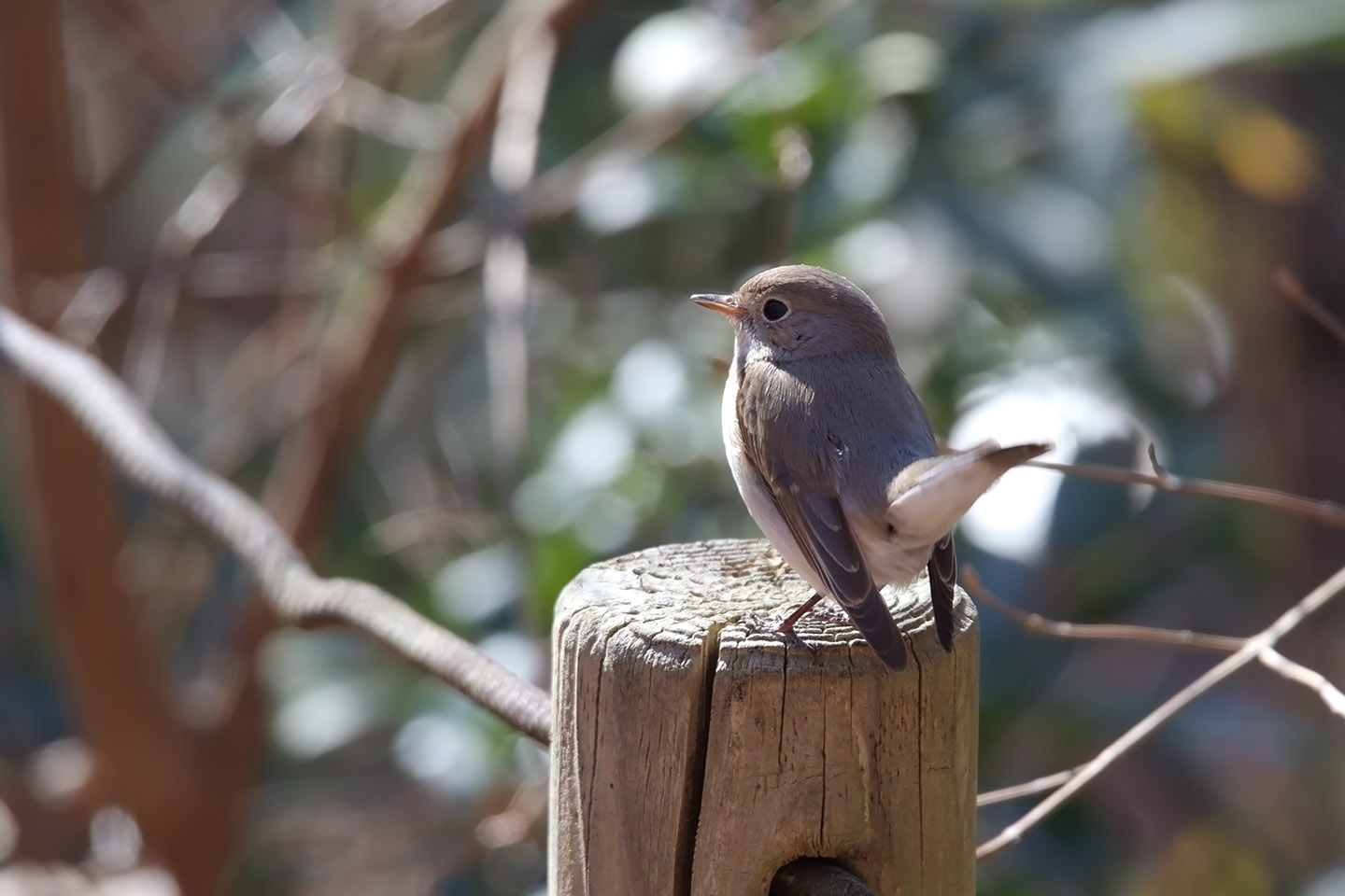 Canon EOS 6D + TAMRON SP 150-600mm F/5-6.3 Di VC USD (A011)