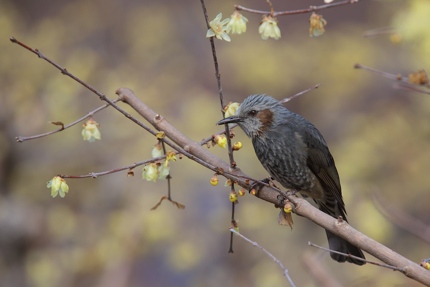 Canon EOS 6D + TAMRON SP 150-600mm F/5-6.3 Di VC USD (A011)