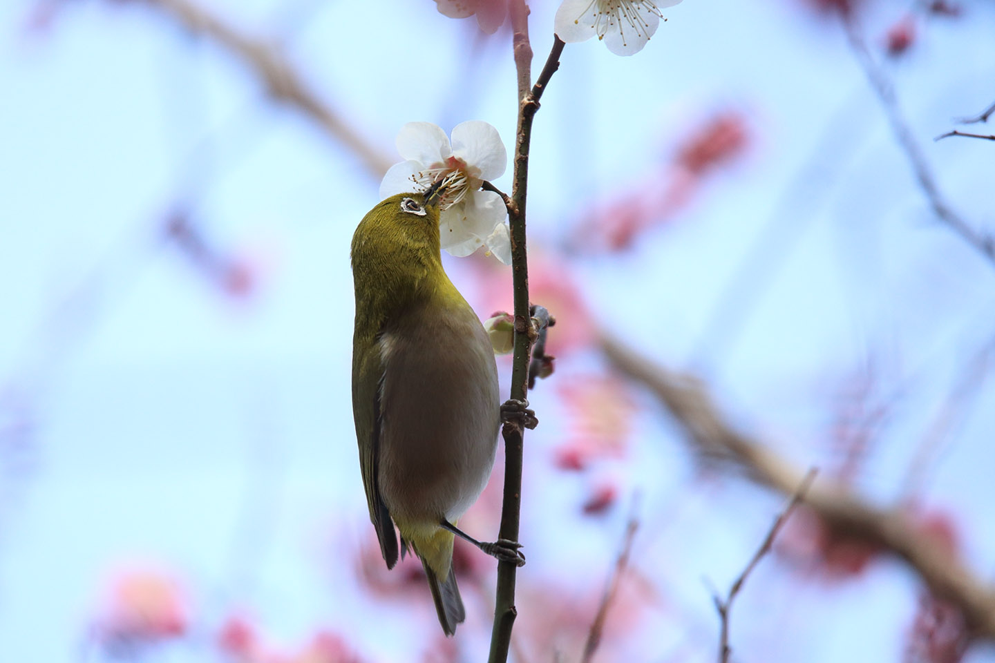 Canon EOS 6D + TAMRON SP 150-600mm F/5-6.3 Di VC USD (A011)