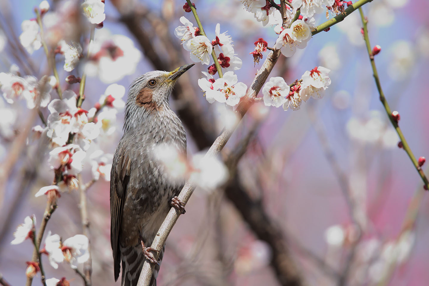 Canon EOS 6D + TAMRON SP 150-600mm F/5-6.3 Di VC USD (A011)