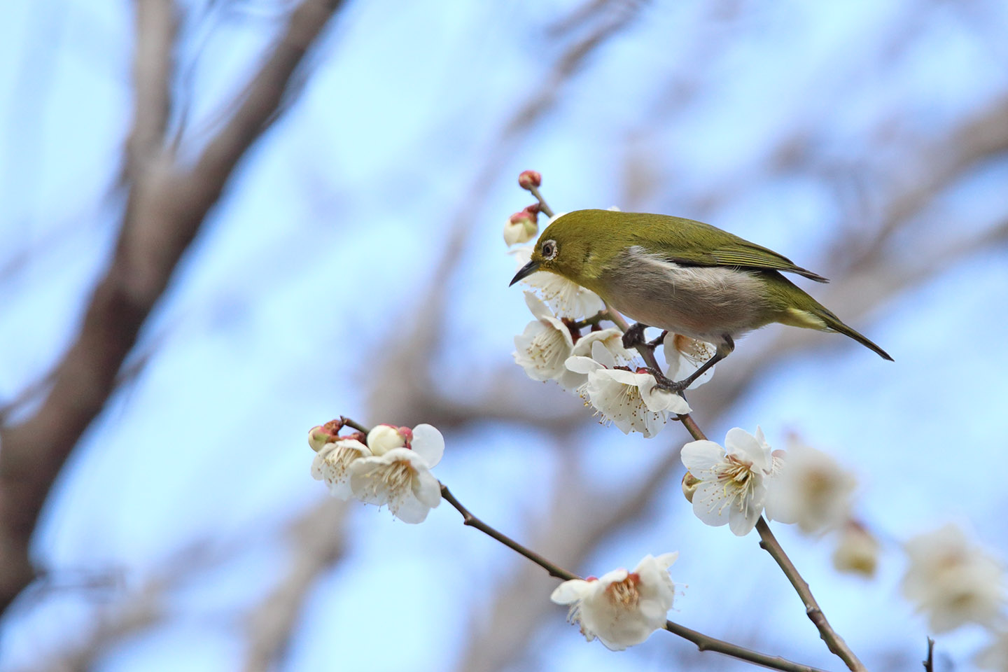 Canon EOS 6D + TAMRON SP 150-600mm F/5-6.3 Di VC USD (A011)