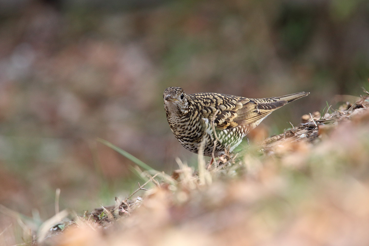 Canon EOS 6D + TAMRON SP 150-600mm F/5-6.3 Di VC USD (A011)