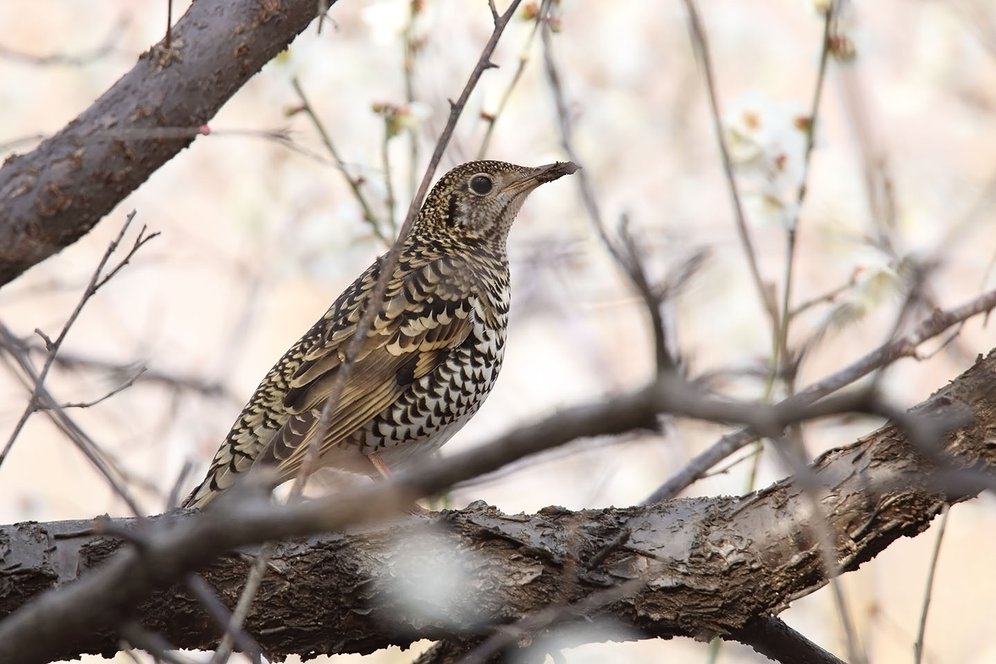 Canon EOS 6D + TAMRON SP 150-600mm F/5-6.3 Di VC USD (A011)