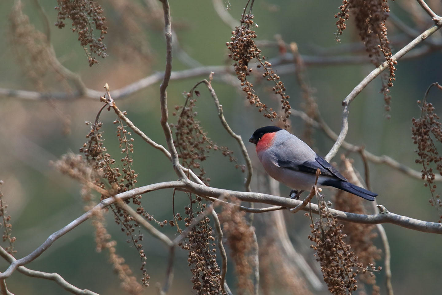 Canon EOS 6D + TAMRON SP 150-600mm F/5-6.3 Di VC USD (A011)