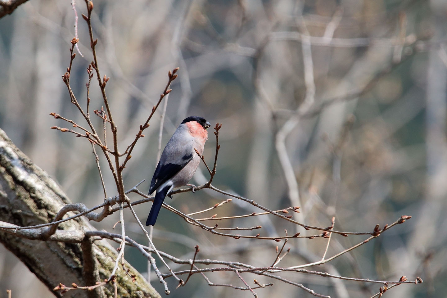 Canon EOS 6D + TAMRON SP 150-600mm F/5-6.3 Di VC USD (A011)