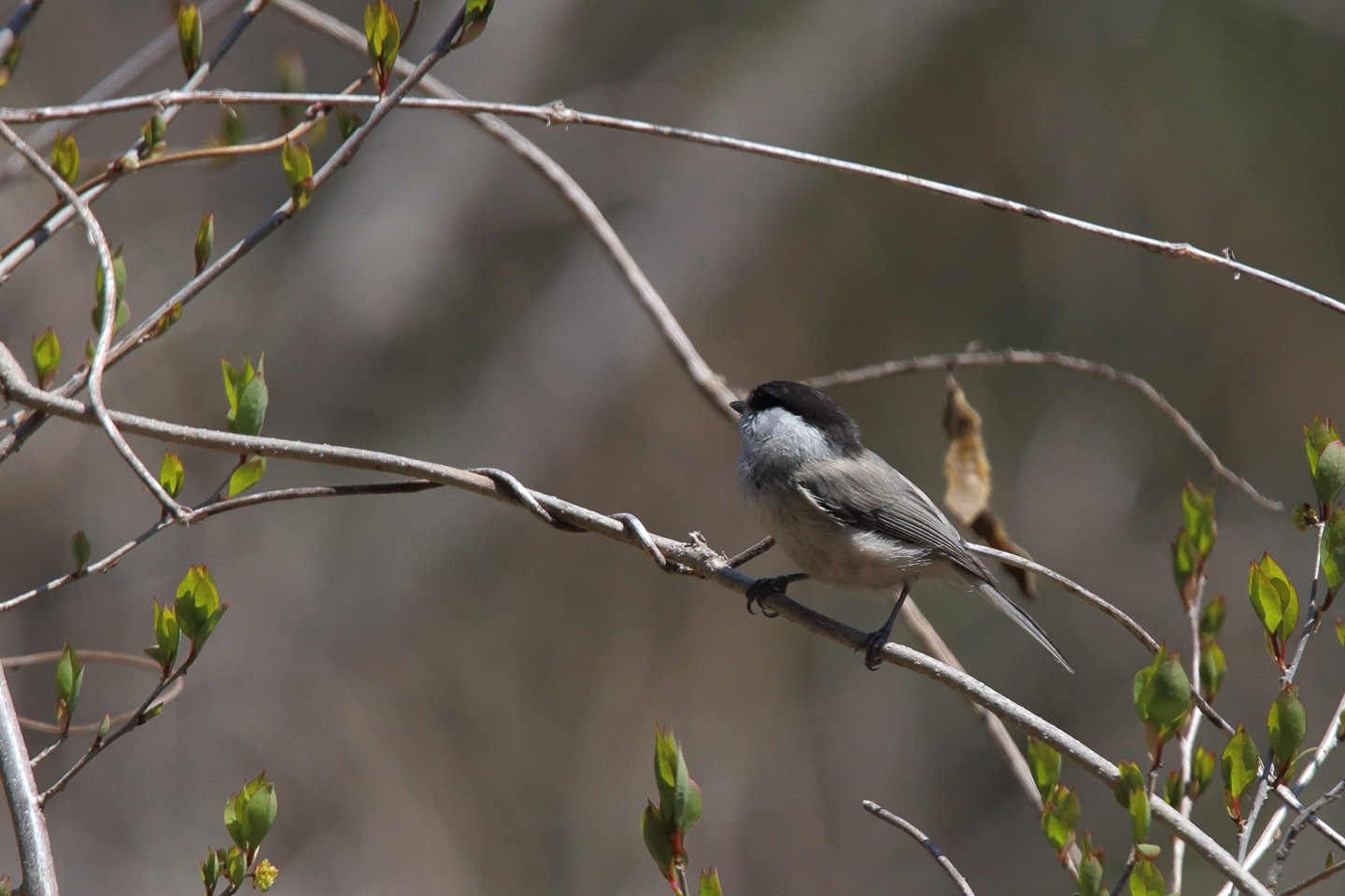 Canon EOS 6D + TAMRON SP 150-600mm F/5-6.3 Di VC USD (A011)