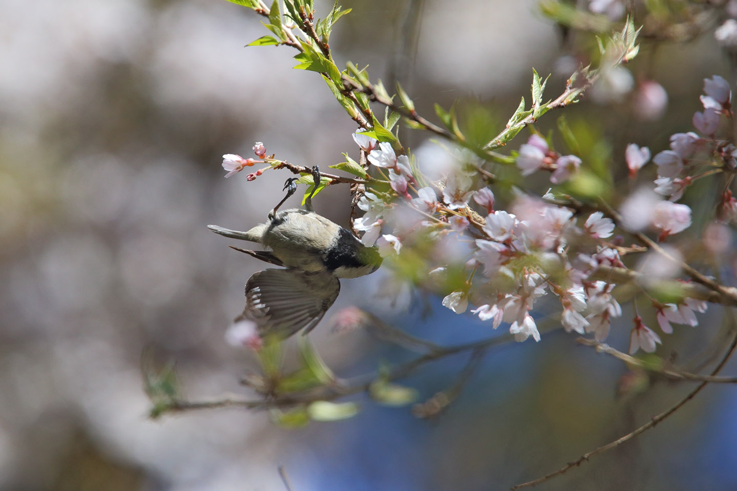 Canon EOS 6D + TAMRON SP 150-600mm F/5-6.3 Di VC USD (A011)