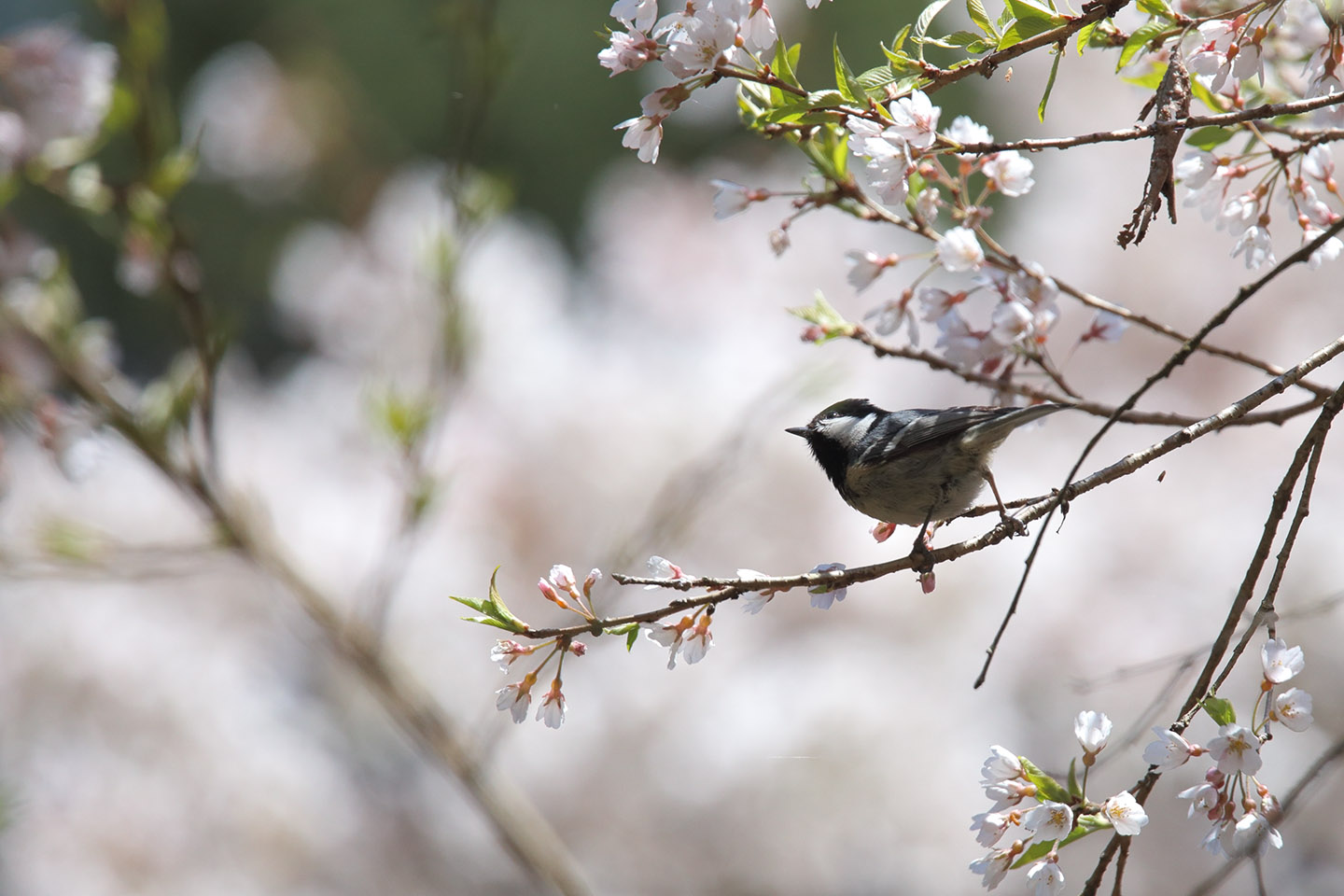 Canon EOS 6D + TAMRON SP 150-600mm F/5-6.3 Di VC USD (A011)