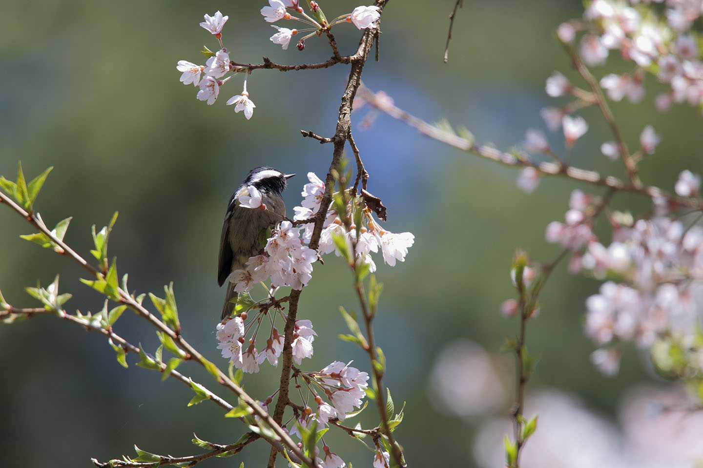 Canon EOS 6D + TAMRON SP 150-600mm F/5-6.3 Di VC USD (A011)