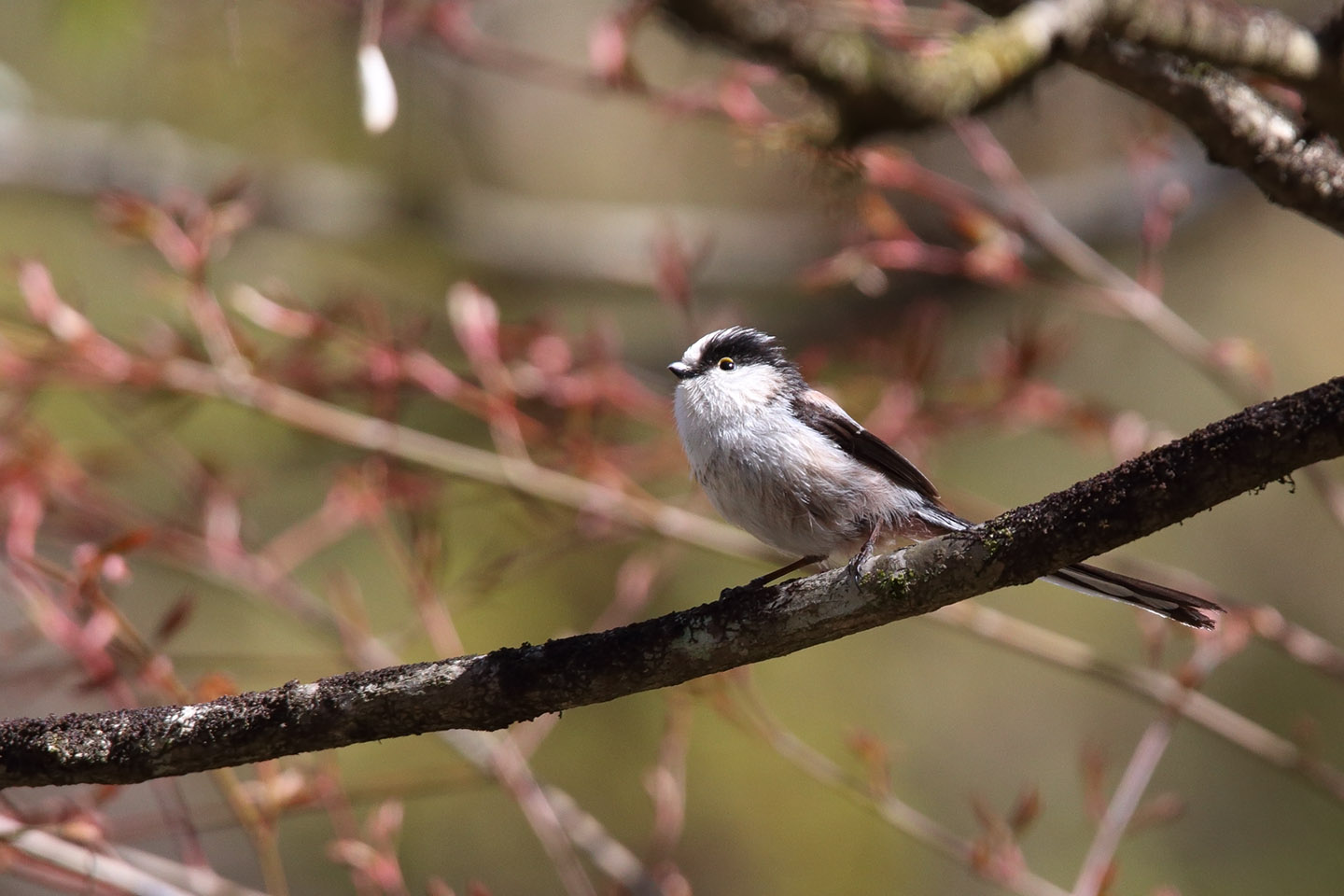 Canon EOS 6D + TAMRON SP 150-600mm F/5-6.3 Di VC USD (A011)