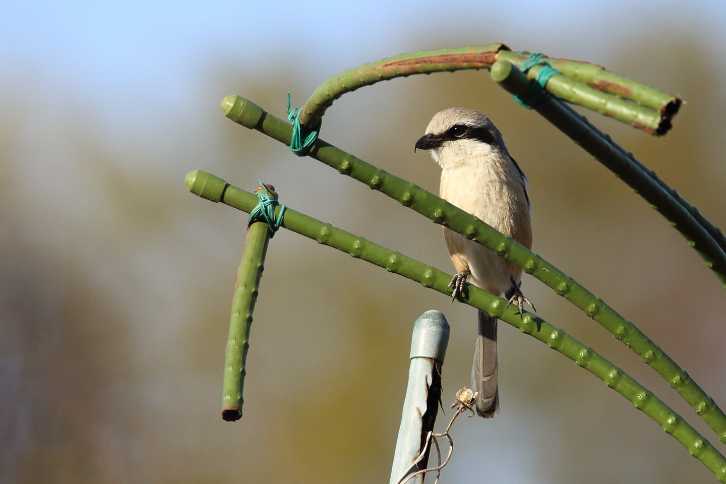 Canon EOS 6D + TAMRON SP 150-600mm F/5-6.3 Di VC USD (A011)