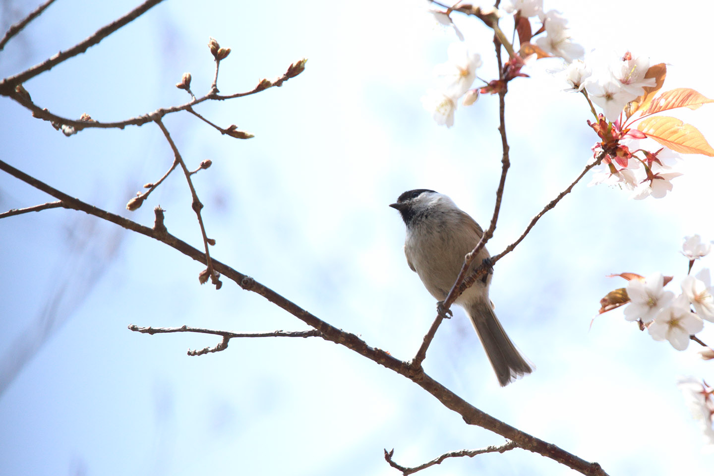 Canon EOS 6D + TAMRON SP 150-600mm F/5-6.3 Di VC USD (A011)