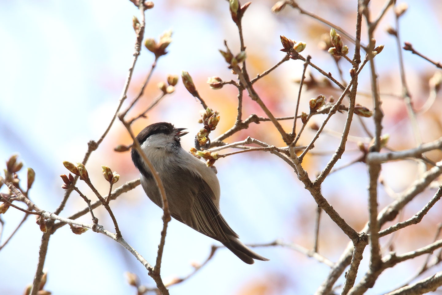 Canon EOS 6D + TAMRON SP 150-600mm F/5-6.3 Di VC USD (A011)