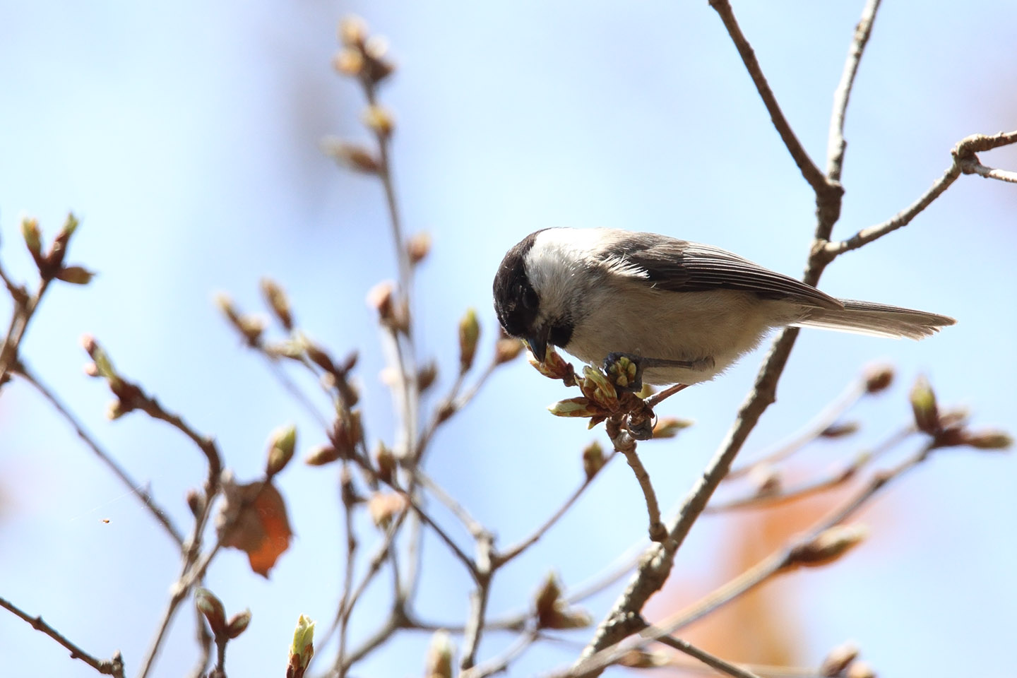 Canon EOS 6D + TAMRON SP 150-600mm F/5-6.3 Di VC USD (A011)