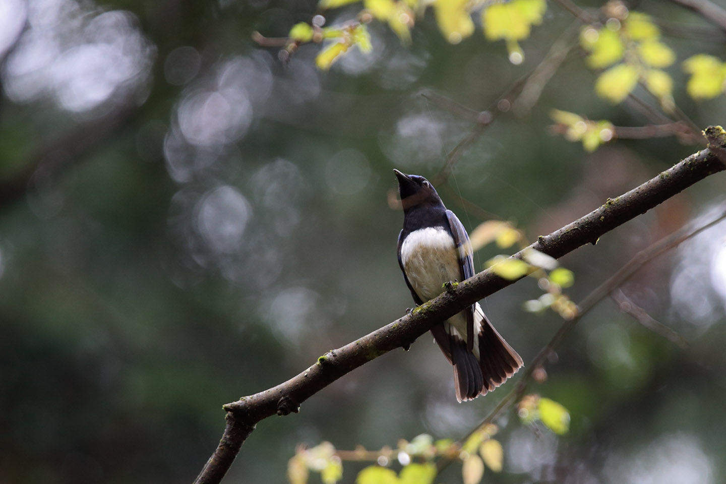 Canon EOS 6D + TAMRON SP 150-600mm F/5-6.3 Di VC USD (A011)