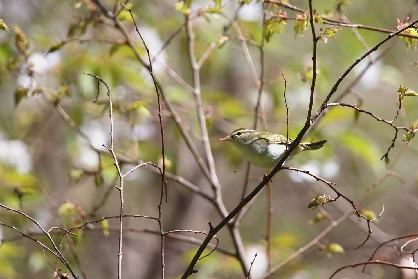 Canon EOS 6D + TAMRON SP 150-600mm F/5-6.3 Di VC USD (A011)