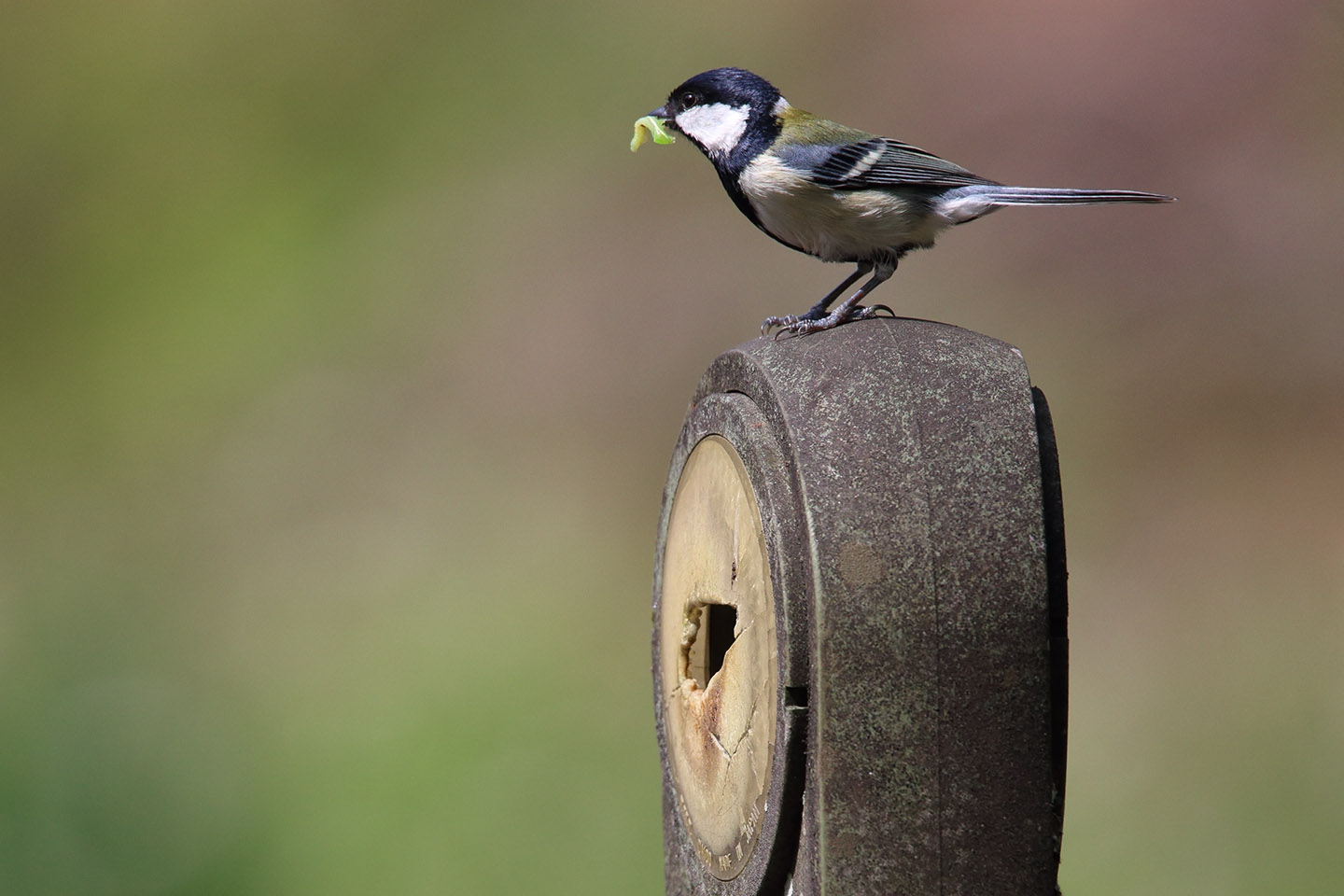 Canon EOS 6D + TAMRON SP 150-600mm F/5-6.3 Di VC USD (A011)