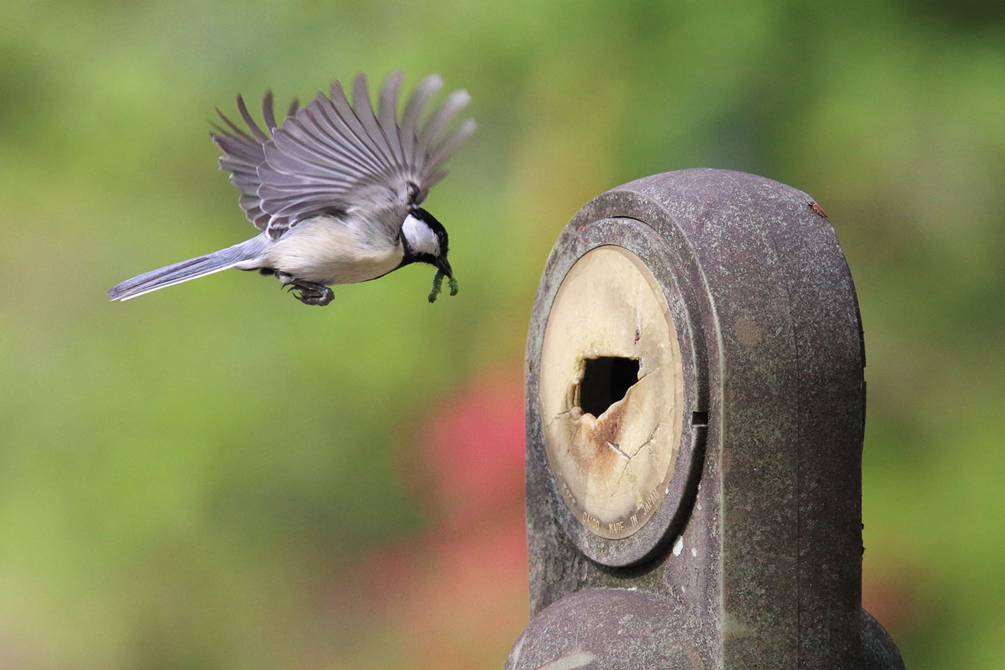 Canon EOS 6D + TAMRON SP 150-600mm F/5-6.3 Di VC USD (A011)