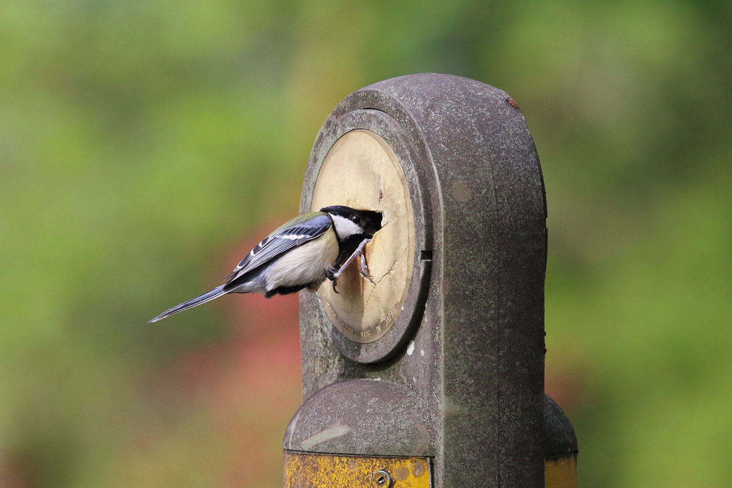 Canon EOS 6D + TAMRON SP 150-600mm F/5-6.3 Di VC USD (A011)