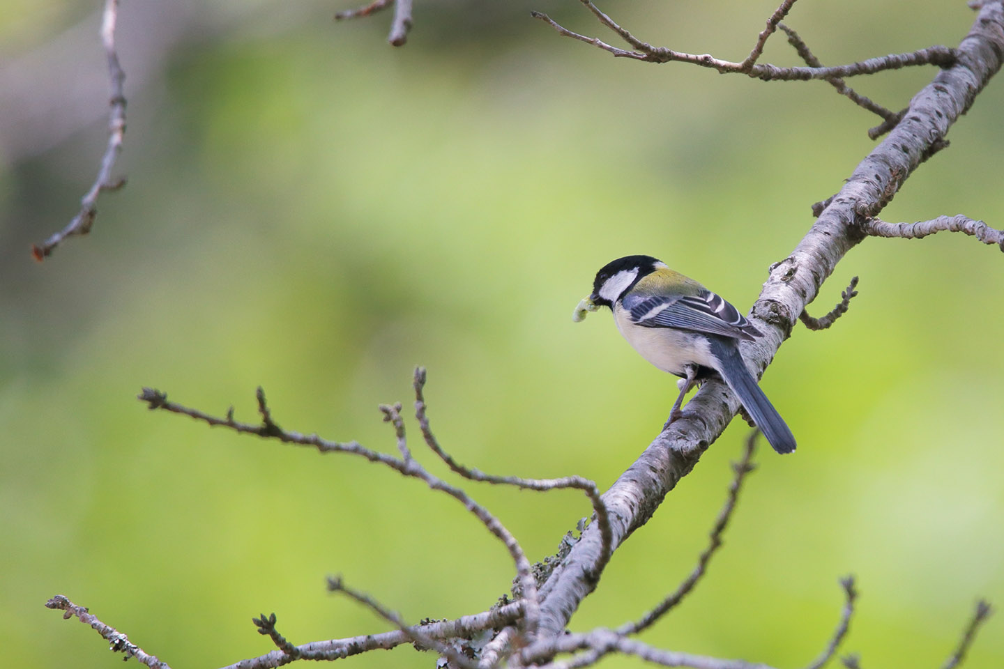 Canon EOS 6D + TAMRON SP 150-600mm F/5-6.3 Di VC USD (A011)