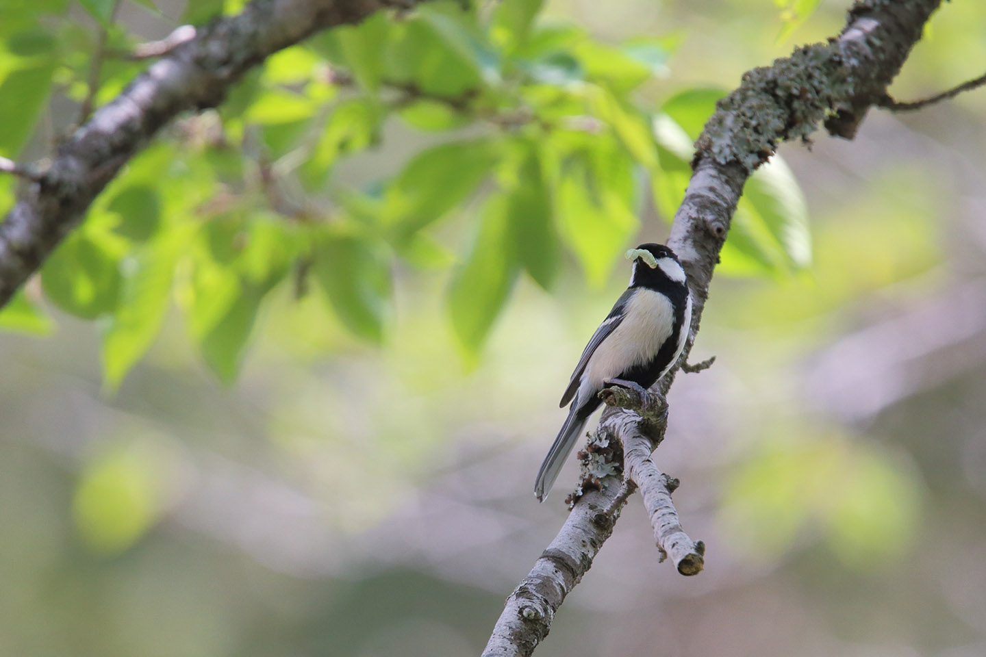 Canon EOS 6D + TAMRON SP 150-600mm F/5-6.3 Di VC USD (A011)