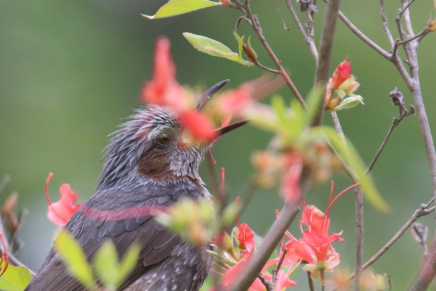 さくちゃんの 鳥と遊ぼうよ カテゴリー ヒヨドリ科 スズメ目ヒヨドリ科 に属する野鳥