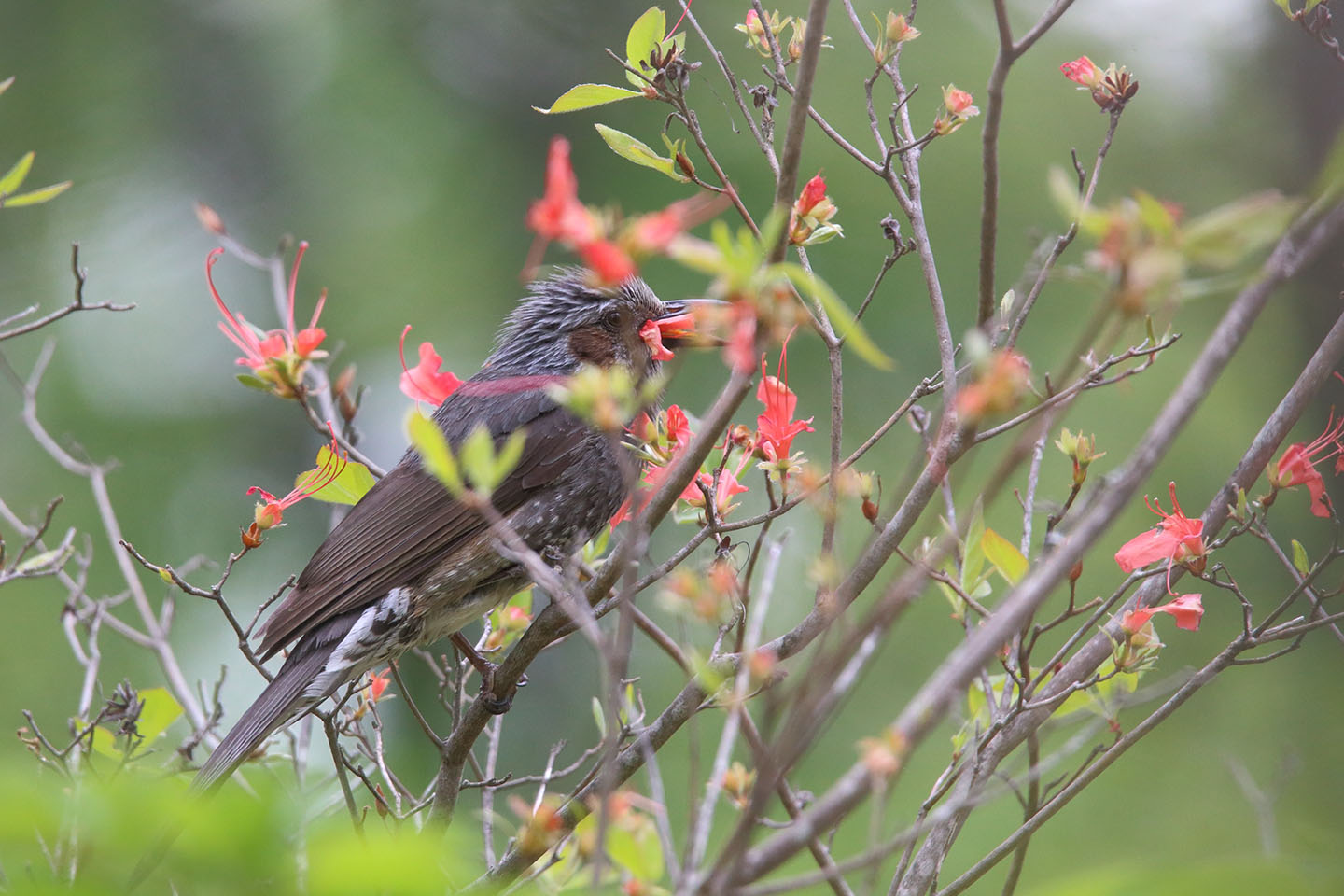 さくちゃんの 鳥と遊ぼうよ カテゴリー ヒヨドリ科 スズメ目ヒヨドリ科 に属する野鳥