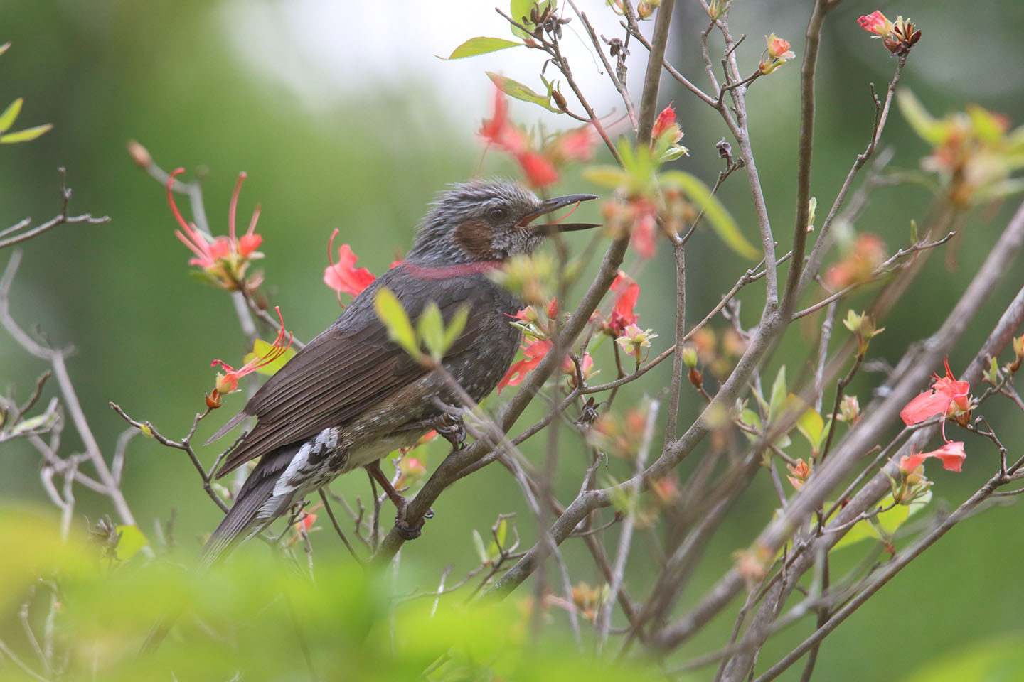 Canon EOS 6D + TAMRON SP 150-600mm F/5-6.3 Di VC USD (A011)