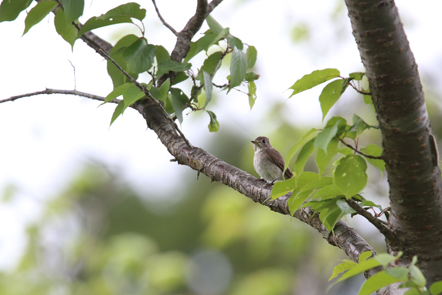 Canon EOS 6D + TAMRON SP 150-600mm F/5-6.3 Di VC USD (A011)