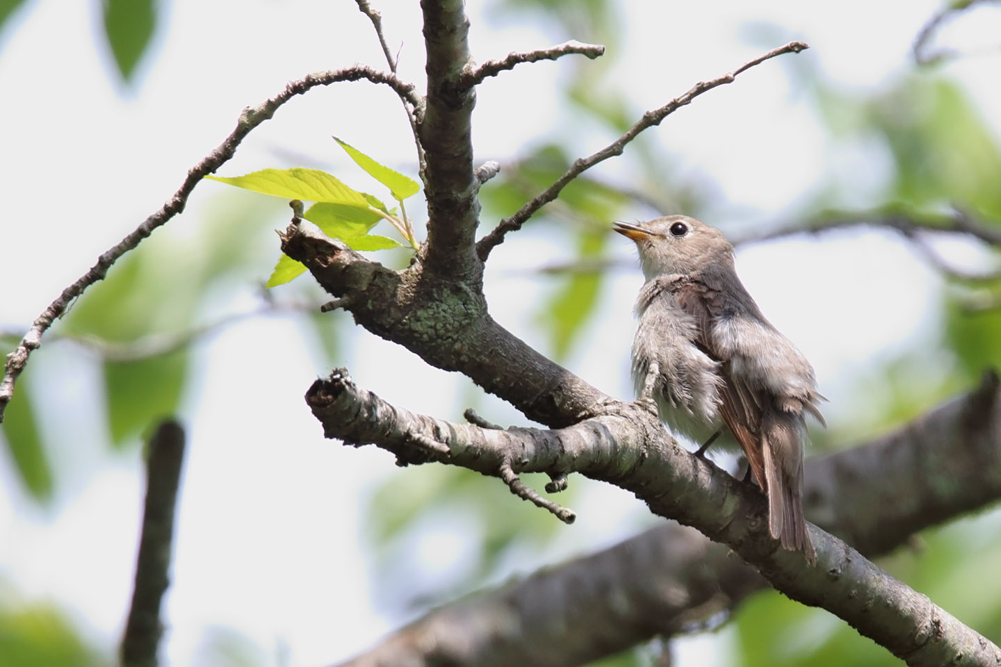 Canon EOS 6D + TAMRON SP 150-600mm F/5-6.3 Di VC USD (A011)