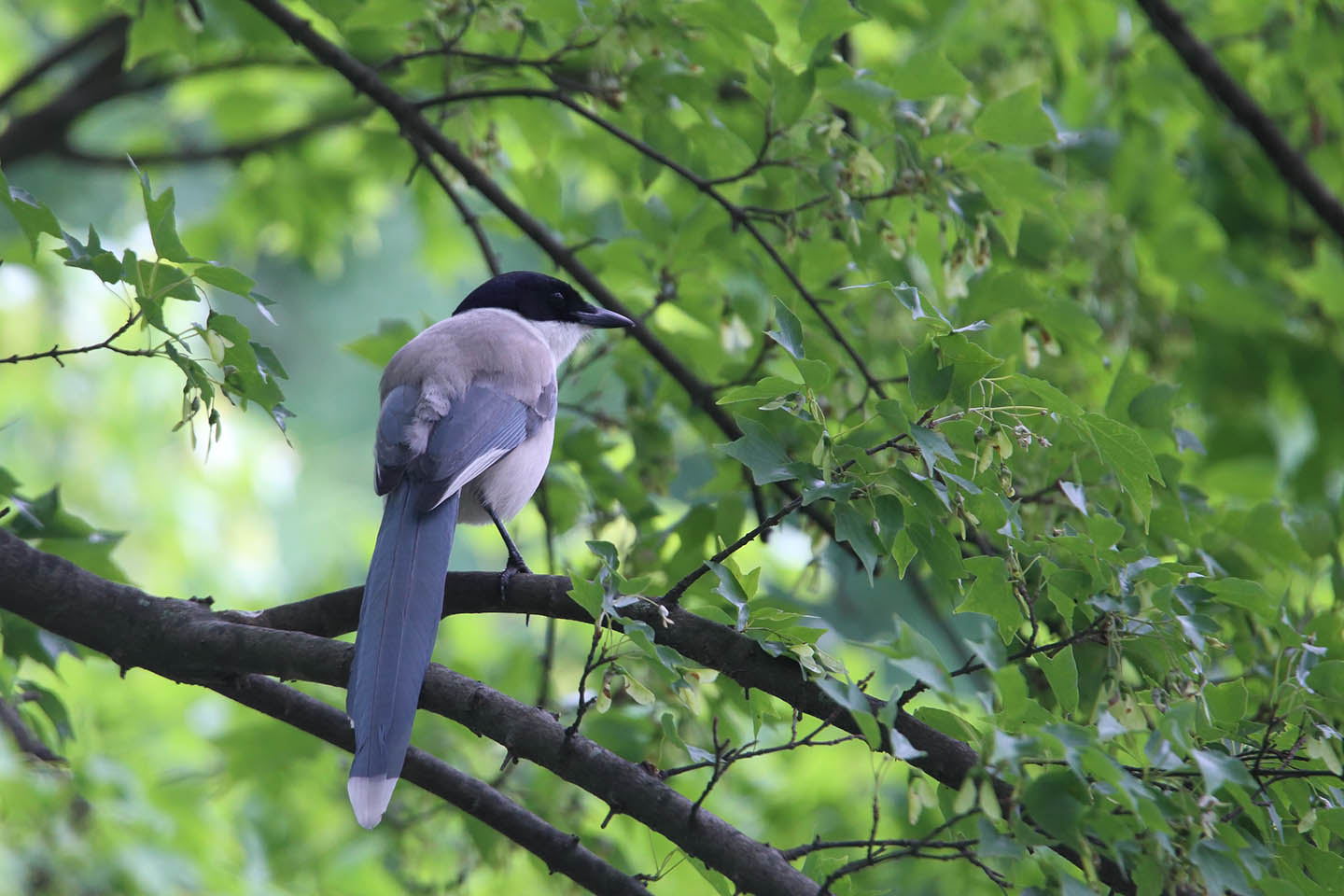 Canon EOS 6D + TAMRON SP 150-600mm F/5-6.3 Di VC USD (A011)