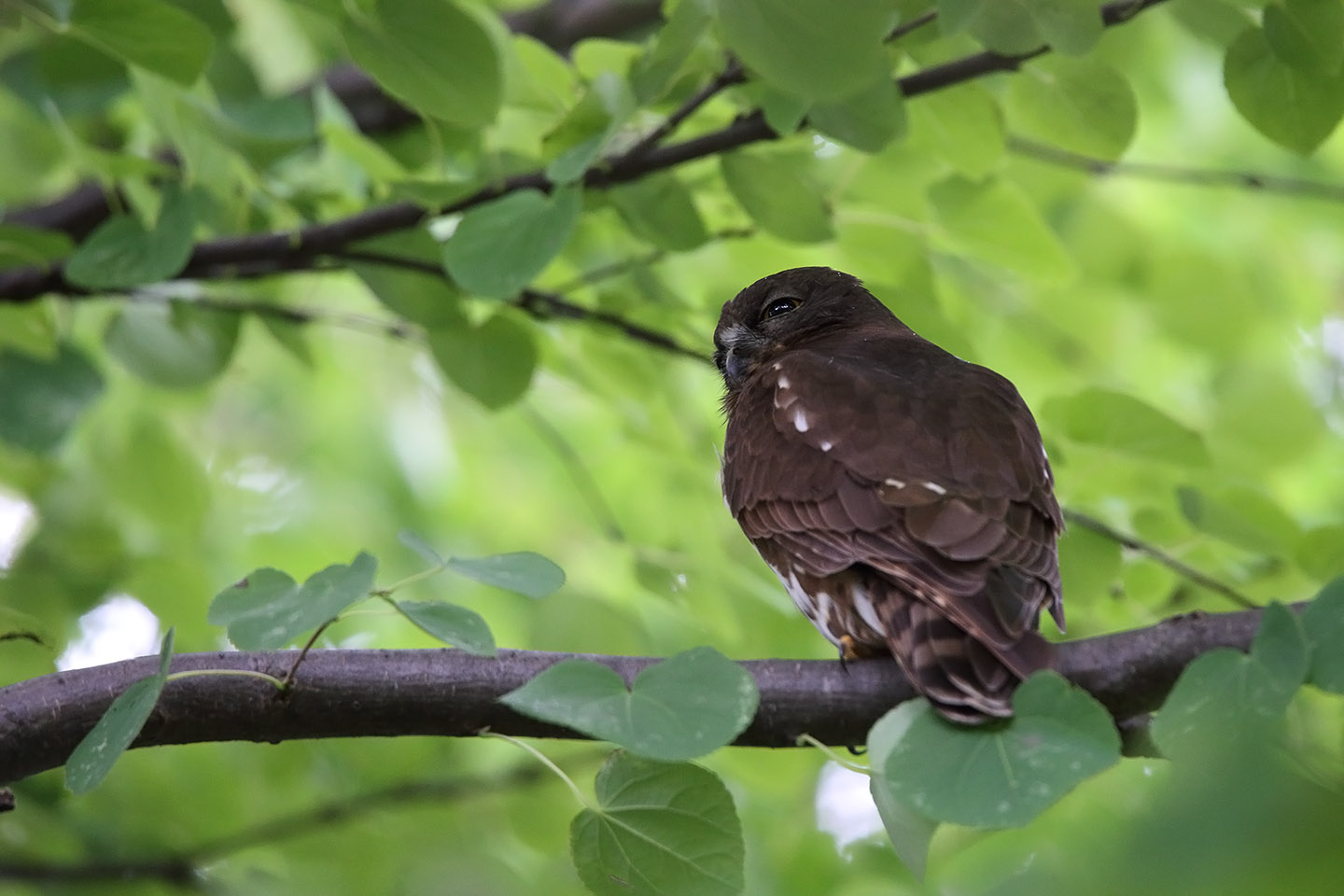 Canon EOS 6D + TAMRON SP 150-600mm F/5-6.3 Di VC USD (A011)